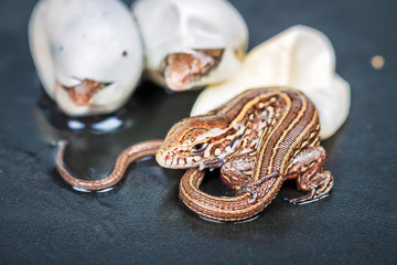 Little Sand lizards hatching from an eggs, selective focus