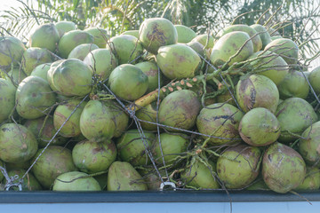 Fresh coconuts on mini track in Thailand