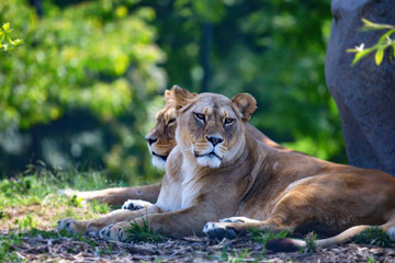 Two Lions or Panthera leo rest in savanna
