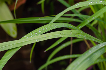 Fototapeta premium Dews On Rice Leaves.