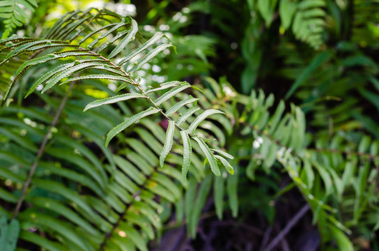 Leaves of Fern In Natural.