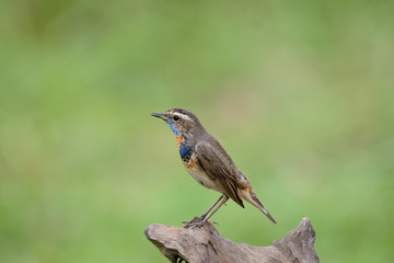 Male Bluethroats from Alaska, Bluethroat is one of the handful of birds that breed in North America and winter in Asia.