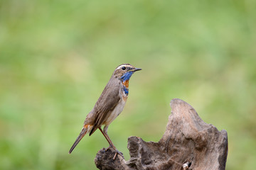 Male Bluethroats from Alaska, Bluethroat is one of the handful of birds that breed in North America and winter in Asia.