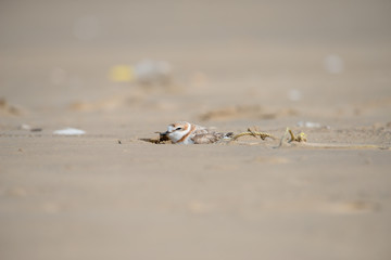 Malaysian plover is a small wader that nests on beaches and salt flats in Southeast Asia.