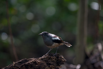 Oriental magpie-robin, they are common birds in urban gardens as well as forests.