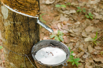 Para Rubber Tree In Natural Garden Is Harvested for Fresh Latex.