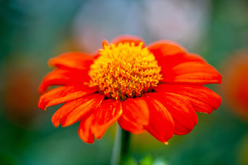 The red flower with yellow pollen at the middle in the garden with the blue bokeh background. 