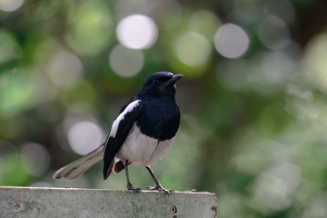Oriental magpie-robin, they are common birds in urban gardens as well as forests.