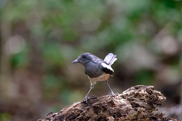 Oriental magpie-robin, they are common birds in urban gardens as well as forests.