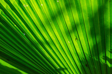 Obraz premium Texture of Green Palm Leaf In Soft Focus Abstract Background.