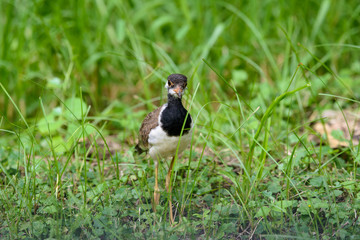 Red-wattled lapwing is an Asian lapwing or large plover, a wader in the family Charadriidae. They are ground birds that are incapable of perching.