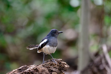 Oriental magpie-robin, they are common birds in urban gardens as well as forests.
