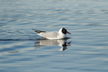 Single adult Black-headed Gull, Chroicocephalus ridibundus swimming on the lake after migrating back to its breeding grounds in Estonian nature