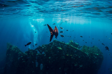 Fototapeta na wymiar Underwater world with tropical fishes and shipwreck in Bali