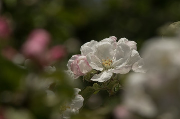 blooming apple tree