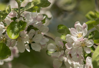 blooming apple tree