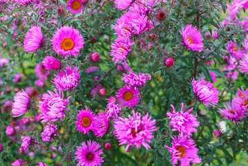 Lilac autumn flowers, soft focus. Bright autumn flower background. Purple Aster bloom, blue flowers