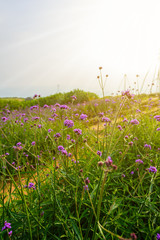 Violet verbena flowers on blurred background with sunshine in the morning