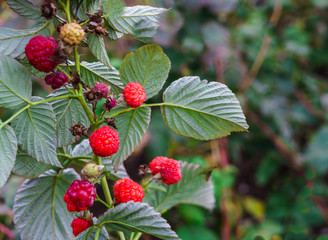 The last raspberries berries during this autumn.