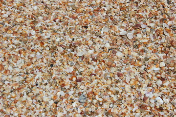 texture background of seashells on the seashore, mediterranean sea