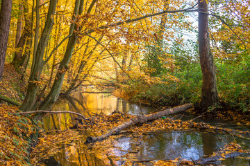 Złota Polska jesień, Rzeka Moszczenica w jesiennym lesie