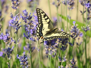 Paż królowej- Papilio machaon-na lawendzie