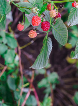 The last raspberries berries during this autumn.