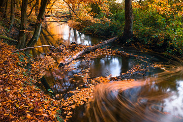 Obrazy na Plexi  Jesień nad rzeką, rzeka Moszczenica w gminie Zgierz, Rezerwat grądy nad Moszczenicą