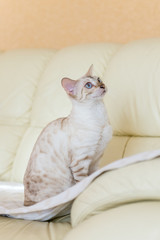 white Bengal cat sitting on the sofa in the house.