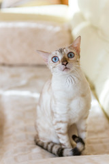 white Bengal cat sitting on the sofa in the house.