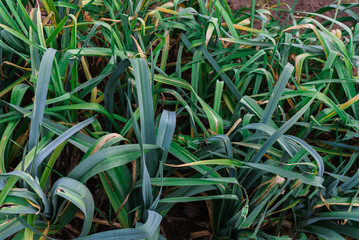 organically cultivated leek plantation in the vegetable garden