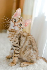 The kitten bengal sits on the table in the house.
