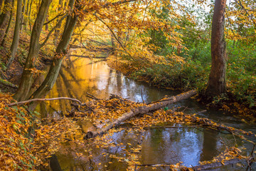 Rzeka w jesiennym lesie. Rezerwat przyrody Grądy nad Moszczenicą, w  gminie Zgierz, Polska - obrazy, fototapety, plakaty