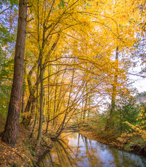 Rzeka w jesiennym lesie. Rezerwat przyrody Grądy nad Moszczenicą, w  gminie Zgierz, Polska