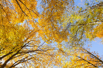 Autumn landscape of aspen trees