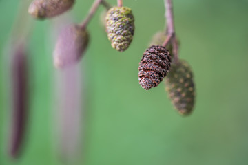 Zapfen einer Grün - Erle