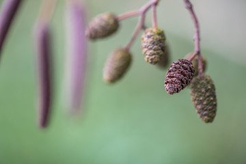 Gr&uuml;n - Erle Zapfen am Baum