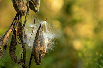 Milk Weed Pods Bursting Open