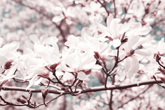White magnolia flowers on a spring branch, stylized