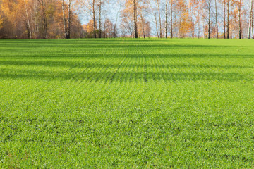autumn landscape with trees and grass