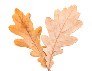 Naklejka na ściany i meble autumn oak leaves on a white background