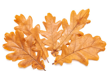 autumn oak leaves on a white background