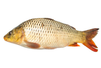 fish sazan on white background