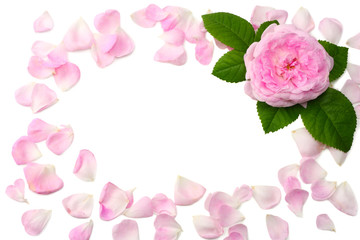 Pink rose flowers isolated on white background. top view