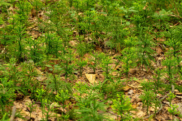 Natural Forest Background