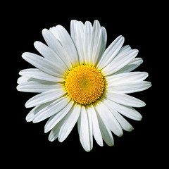 Blooming white daisy flower isolated on black