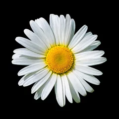 Crédence de cuisine en verre imprimé Marguerites Blooming white daisy flower isolated on black