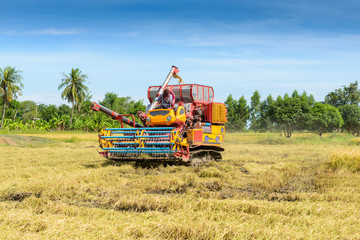 Combine harvester Working on rice field. Harvesting is the process of gathering a ripe crop