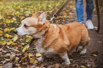 Red dog of Corgi breed for a walk on a leash in the city. The life of dogs in cities. 