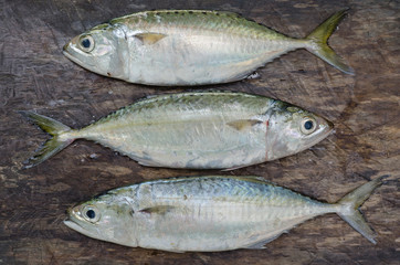 Fresh Sport-Bodied Mackerel for Cooking.